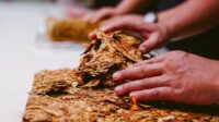 tembakau kering Proses pengolahan tembakau menjadi rokok. (Foto : Pixabay)