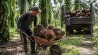 pekerja perkebunan Ilustrasi pekerja perkebunan sawit. (Foto : AI)